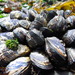 Black Mussels - Photo (c) Addis O'Connor, all rights reserved, uploaded by Addis O'Connor
