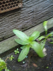 Small