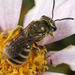 Tripartite Sweat Bee - Photo (c) Gary McDonald, all rights reserved, uploaded by Gary McDonald