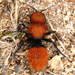 Pacific Velvet Ant - Photo (c) Gary McDonald, all rights reserved, uploaded by Gary McDonald