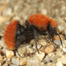Avispa-hormiga de Terciopelo - Photo (c) Gary McDonald, todos los derechos reservados, subido por Gary McDonald