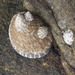 Owl Limpet - Photo (c) icosahedron, all rights reserved, uploaded by icosahedron
