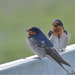 Welcome Swallow - Photo (c) Steve Attwood, all rights reserved