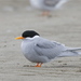 Terns and Noddies - Photo (c) Steve Attwood, all rights reserved