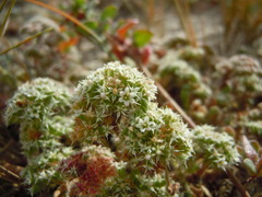 Ben Lomond Spineflower