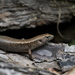 Ornate Skink - Photo (c) Steve Attwood, all rights reserved
