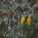 Prostrate Kowhai - Photo (c) Steve Attwood, all rights reserved