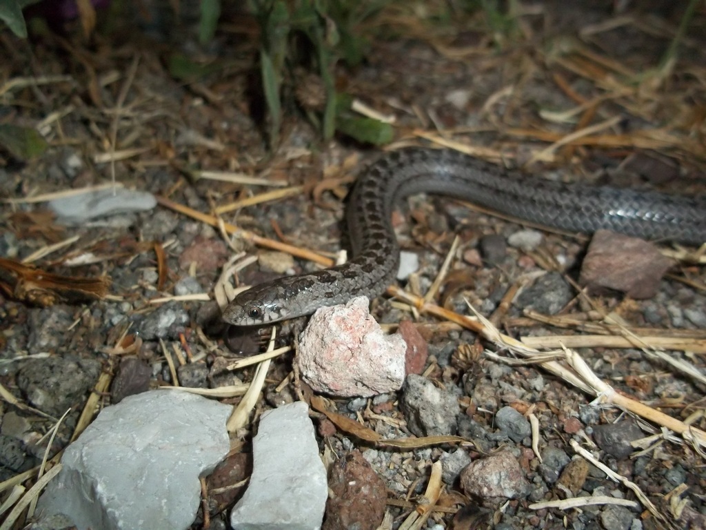 Two lined Mexican Earth Snake from Amozoc État de Puebla Mexique on