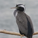Spotted Shag - Photo (c) Steve Attwood, all rights reserved