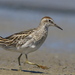 Sharp-tailed Sandpiper - Photo (c) Steve Attwood, all rights reserved