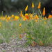 Eschscholzia californica - Photo (c) Thomas Walsh, όλα τα δικαιώματα διατηρούνται