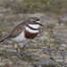 Double-banded Plover - Photo (c) Steve Attwood, all rights reserved