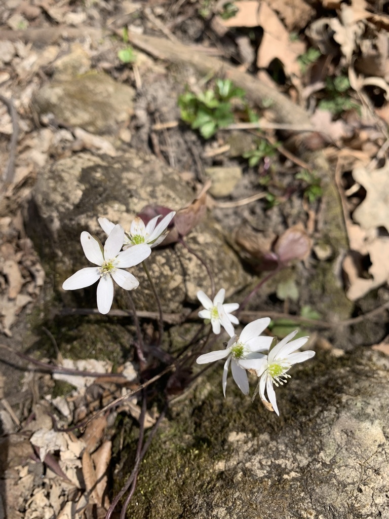 Round Lobed Hepatica From Whitewater Dr Cascade Ia Us On April