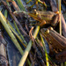 Albanian Water Frog - Photo (c) Bart, all rights reserved, uploaded by Bart