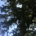 Square