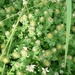Square