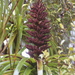 Dracophyllum elegantissimum - Photo (c) Steve Attwood, όλα τα δικαιώματα διατηρούνται