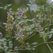 Carmichaelia arborea - Photo (c) Steve Attwood, όλα τα δικαιώματα διατηρούνται