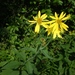 Yellow Crownbeard - Photo (c) geBrown, all rights reserved, uploaded by geBrown