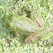 Square