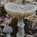 Grey-spotted Amanita - Photo (c) Steve Attwood, all rights reserved