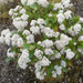 Olearia arborescens - Photo (c) 107649702289085089529, todos los derechos reservados, uploaded by Gillian Candler
