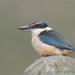 Sacred Kingfisher - Photo (c) Steve Attwood, all rights reserved