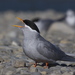 Black-fronted Tern - Photo (c) Steve Attwood, all rights reserved
