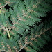 Crepe Fern - Photo (c) Bridgespotter, all rights reserved