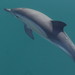 真海豚屬 - Photo (c) emanning，保留所有權利