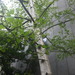Square