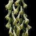 Aconitum lamarckii - Photo (c) Tig, todos los derechos reservados