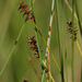 Davall's Sedge - Photo (c) Tig, all rights reserved