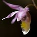 Eastern Fairy-Slipper - Photo (c) Tig, all rights reserved