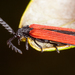 Red-winged Lycid - Photo (c) mohawkalex, all rights reserved, uploaded by mohawkalex