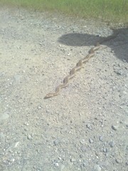 Small