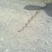 Square