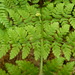 Square