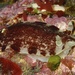 Aphelodoris luctuosa - Photo (c) Jared Waters, כל הזכויות שמורות, uploaded by Jared Waters