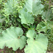 Square
