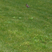 Square