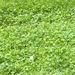 Square