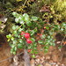 Mountain Snowberry - Photo (c) Melissa Hutchison, all rights reserved, uploaded by Melissa Hutchison