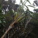Forest Cabbage Tree - Photo (c) Anna Burrows, all rights reserved, uploaded by Anna Burrows
