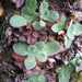 Ourisia sessilifolia sessilifolia - Photo (c) melissa_hutchison, todos los derechos reservados, uploaded by Melissa Hutchison