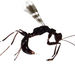 Pincer Wasps - Photo (c) stho002, all rights reserved, uploaded by Stephen Thorpe
