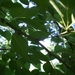 Square