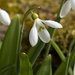 Pleated Snowdrop - Photo (c) Tig, all rights reserved