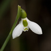 Galanthus elwesii - Photo (c) Tig, όλα τα δικαιώματα διατηρούνται