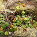 Hydrocotyle novae-zeelandiae - Photo (c) Melissa Hutchison, todos los derechos reservados, subido por Melissa Hutchison